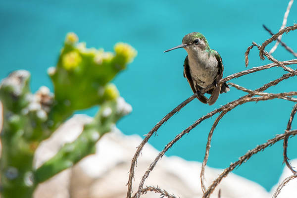 Lagun Blou Curaçao