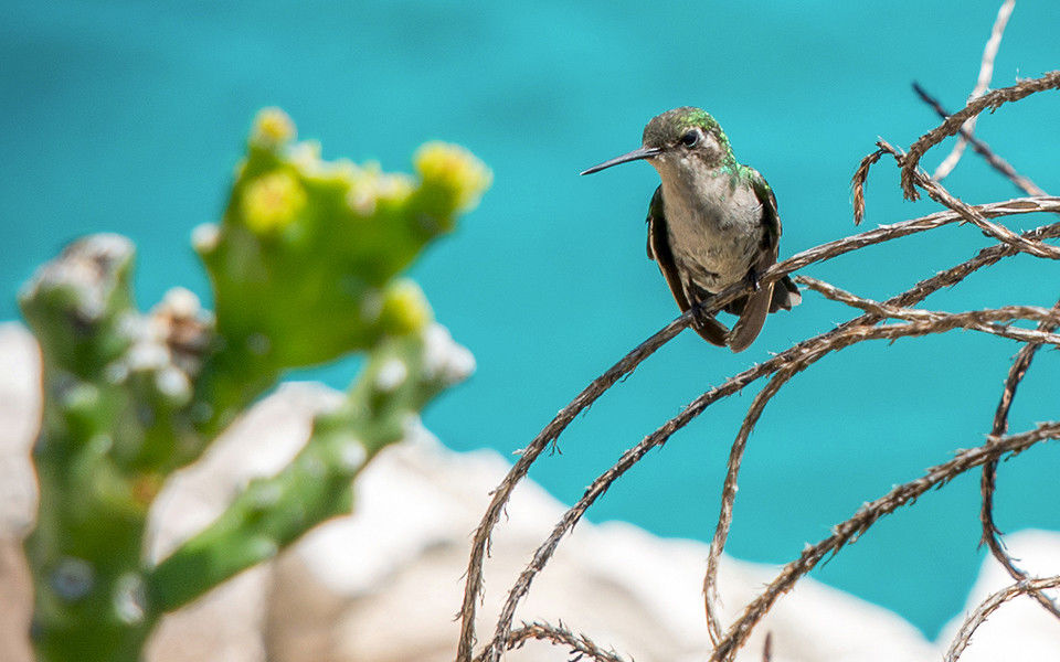 Lagun Blou Curaçao