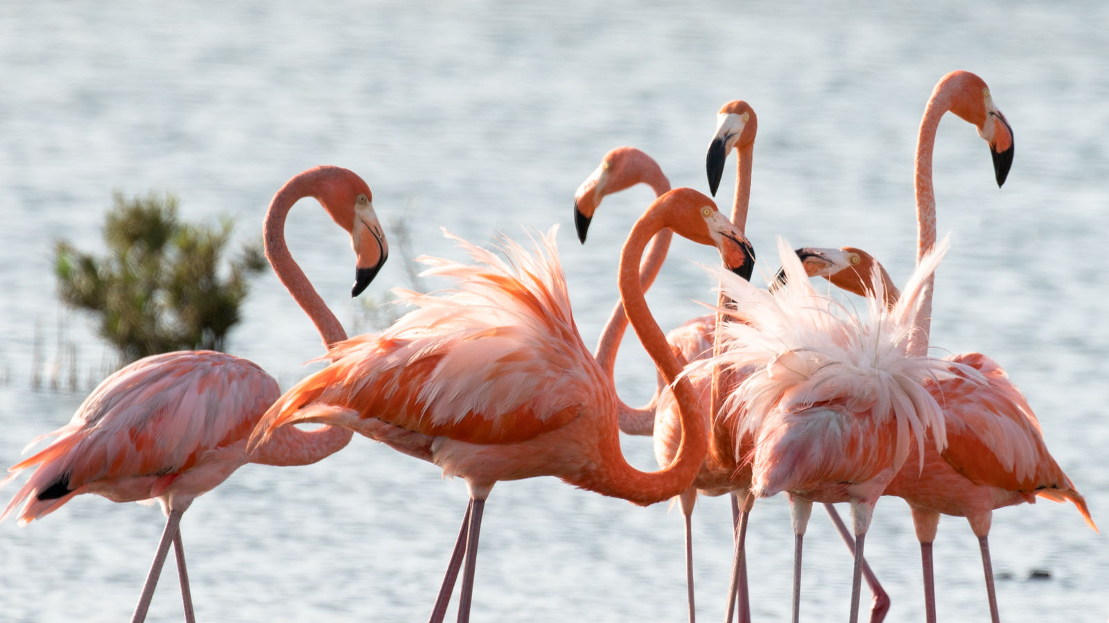 bonaire
