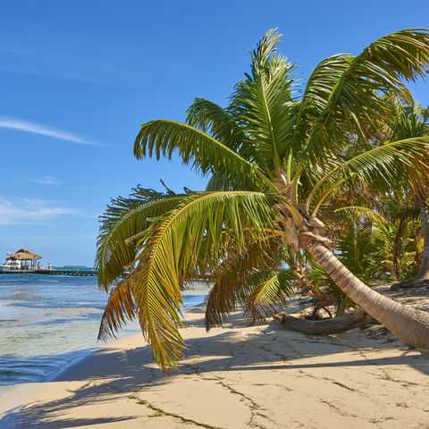 Long caye