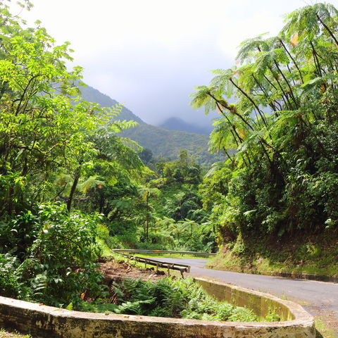 Martinique