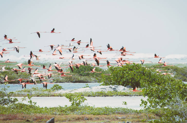 Flamingo Bonaire