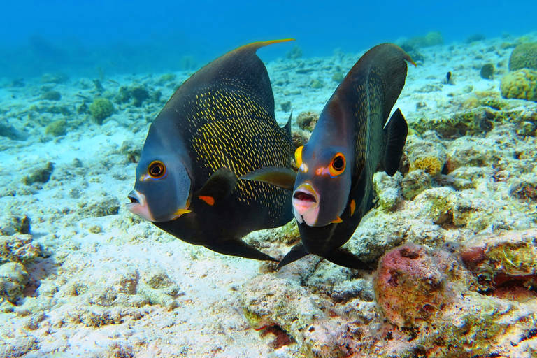 Duikreis Bonaire